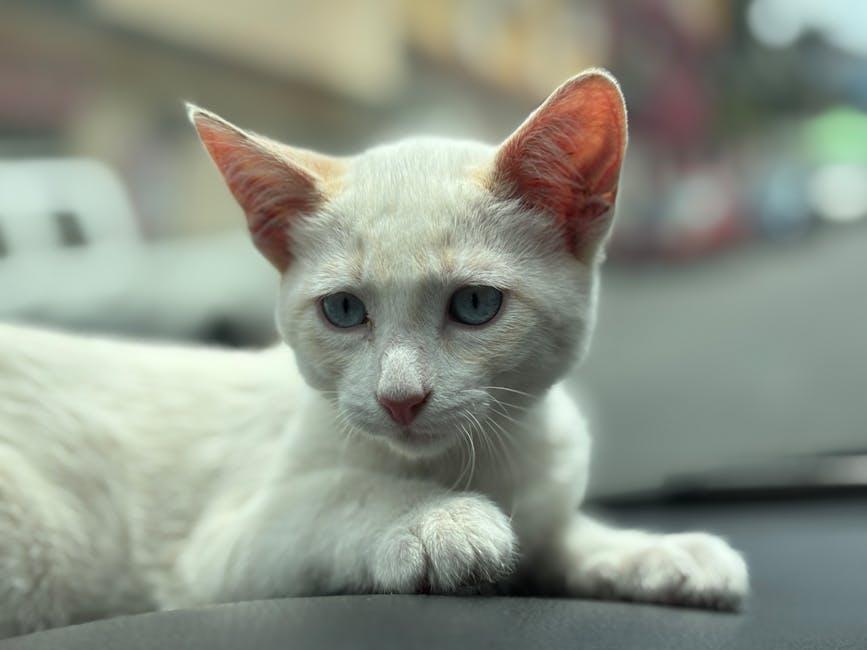 Preventative Measures to Keep Your Car Hair-Free